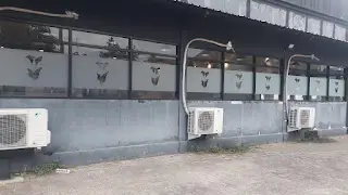 stiker buram motif bunga lili sunblast calla lily stiker buram motif bunga lili sunblast calla lily