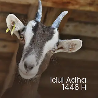 ucapan hari raya idul adha qurban 2025